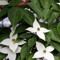 Cornouiller du Japon à fleurs blanches